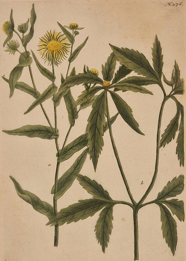 Chrysanthemum nr.376. J.H.Weinmann 1736.