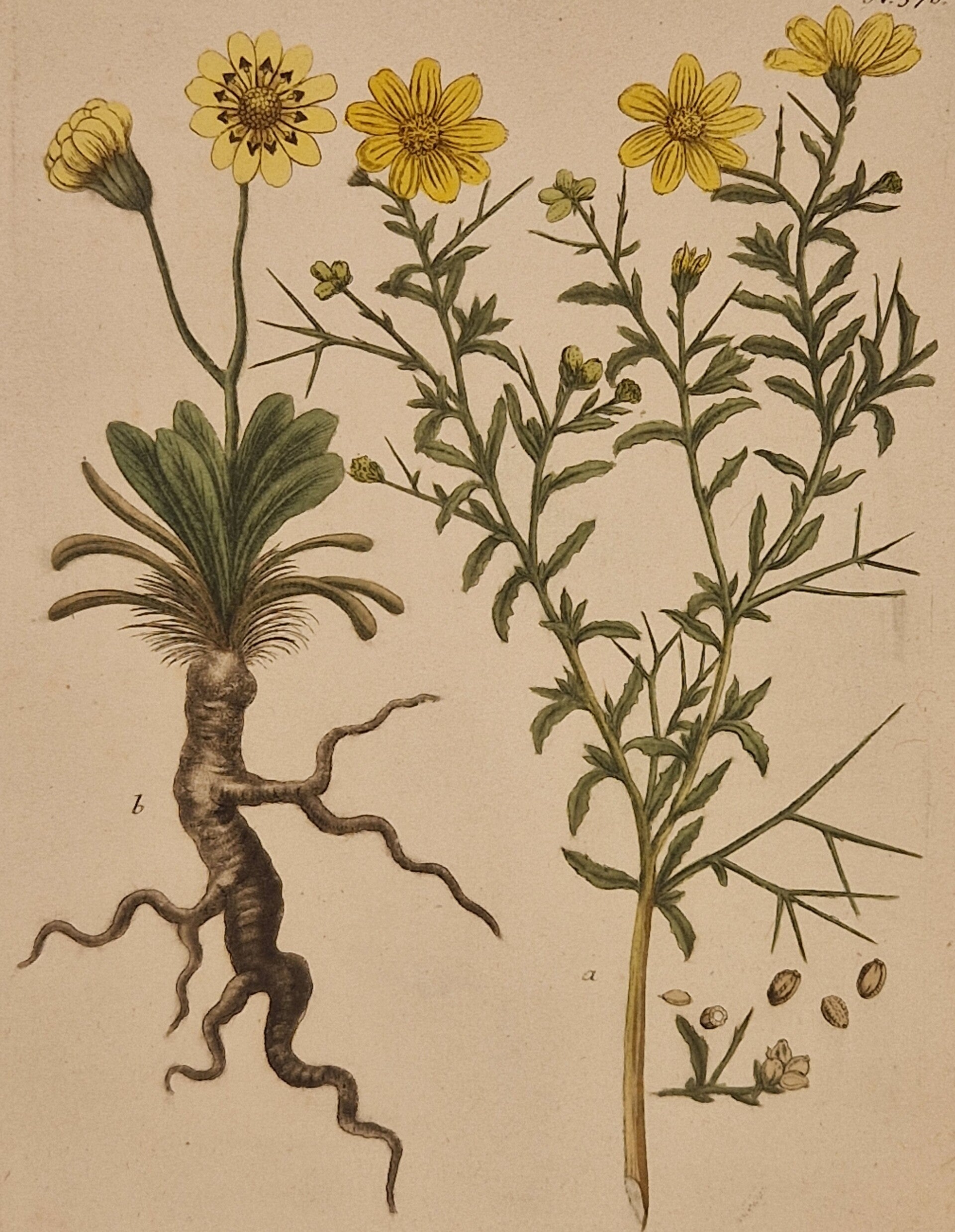 Chrysanthemoides nr.370. J.H.Weinmann 1736.