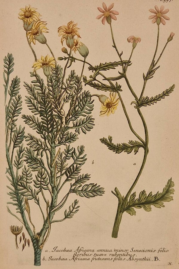 Jacobaea Africana nr.597. J.H.Weinmann 1736.