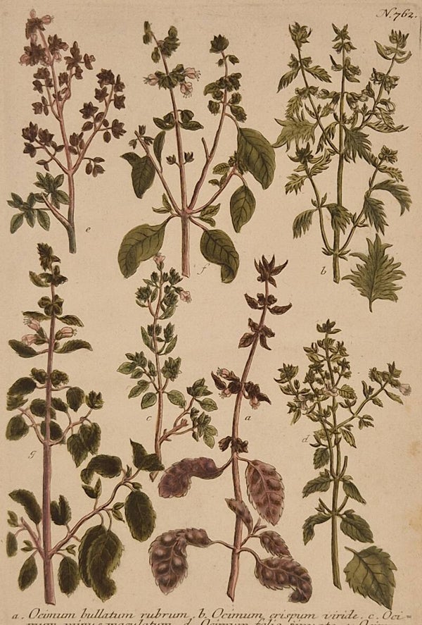Ocimum nr.762. J.H.Weinmann 1736.