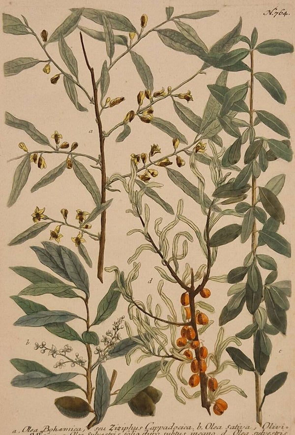 Olea Bohemica nr.764. J.H.Weinmann 1736.