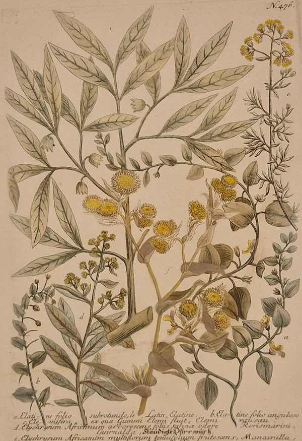 Elychrysum Africanum nr.476. J.H.Weinmann 1736.