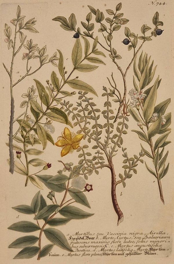 Myrtillus sea Vaccinia nigra nr.744. J.H.Weinmann 1736.