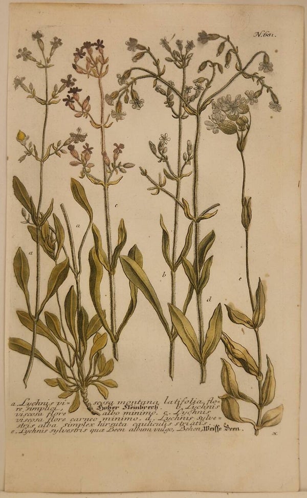 Lychnis Sylvestris nr 681. J.H.Weinmann 1736.