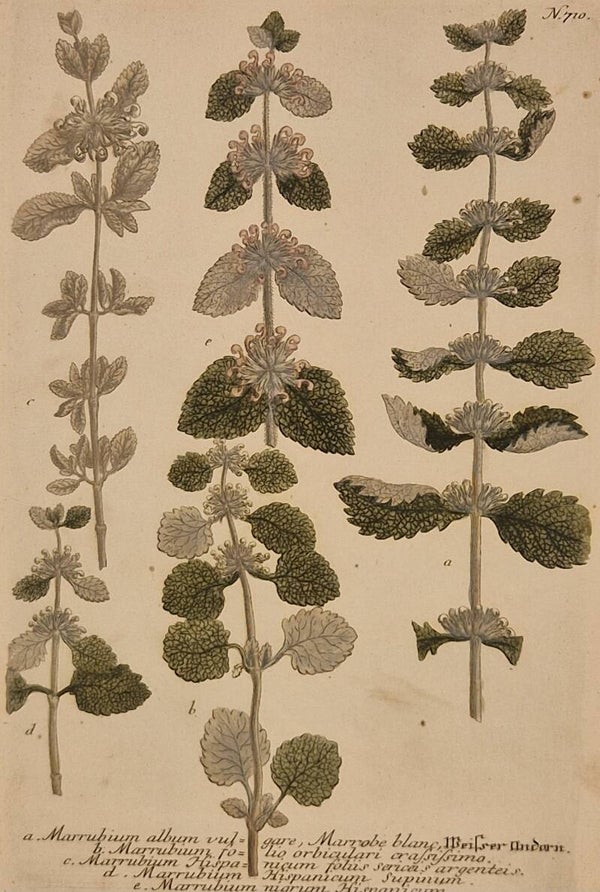 Marrunium nr.710. J.H.Weinmann 1736.