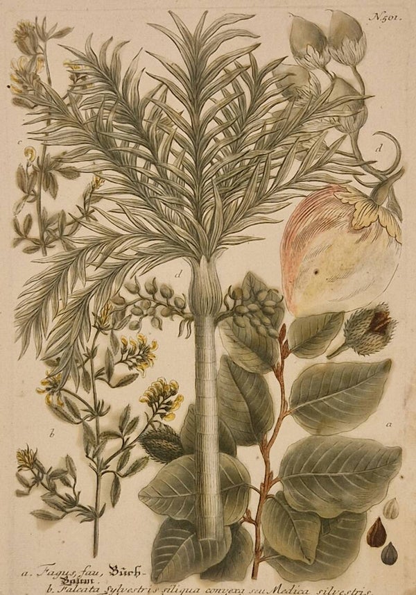 Faufel seu Areca vel Pinang nr.501. J.H.Weinmann 1736.