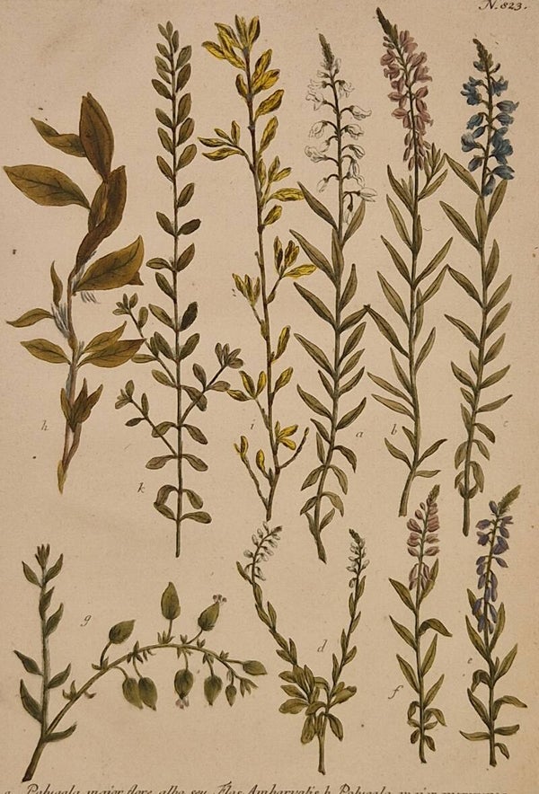Polygala nr.823. J.H.Weinmann 1736.