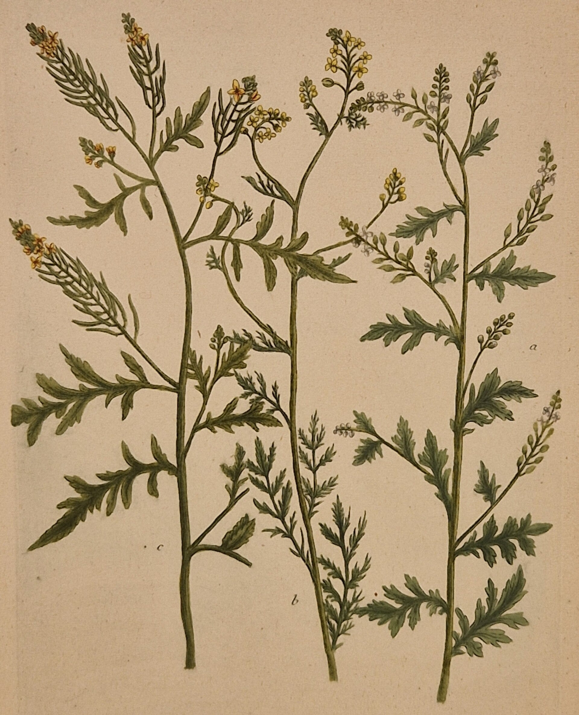 Eruca nr. 482. J.H.Weinmann 1736.
