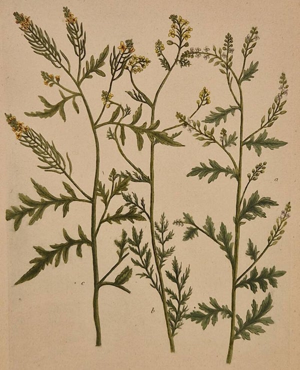 Eruca nr. 482. J.H.Weinmann 1736.
