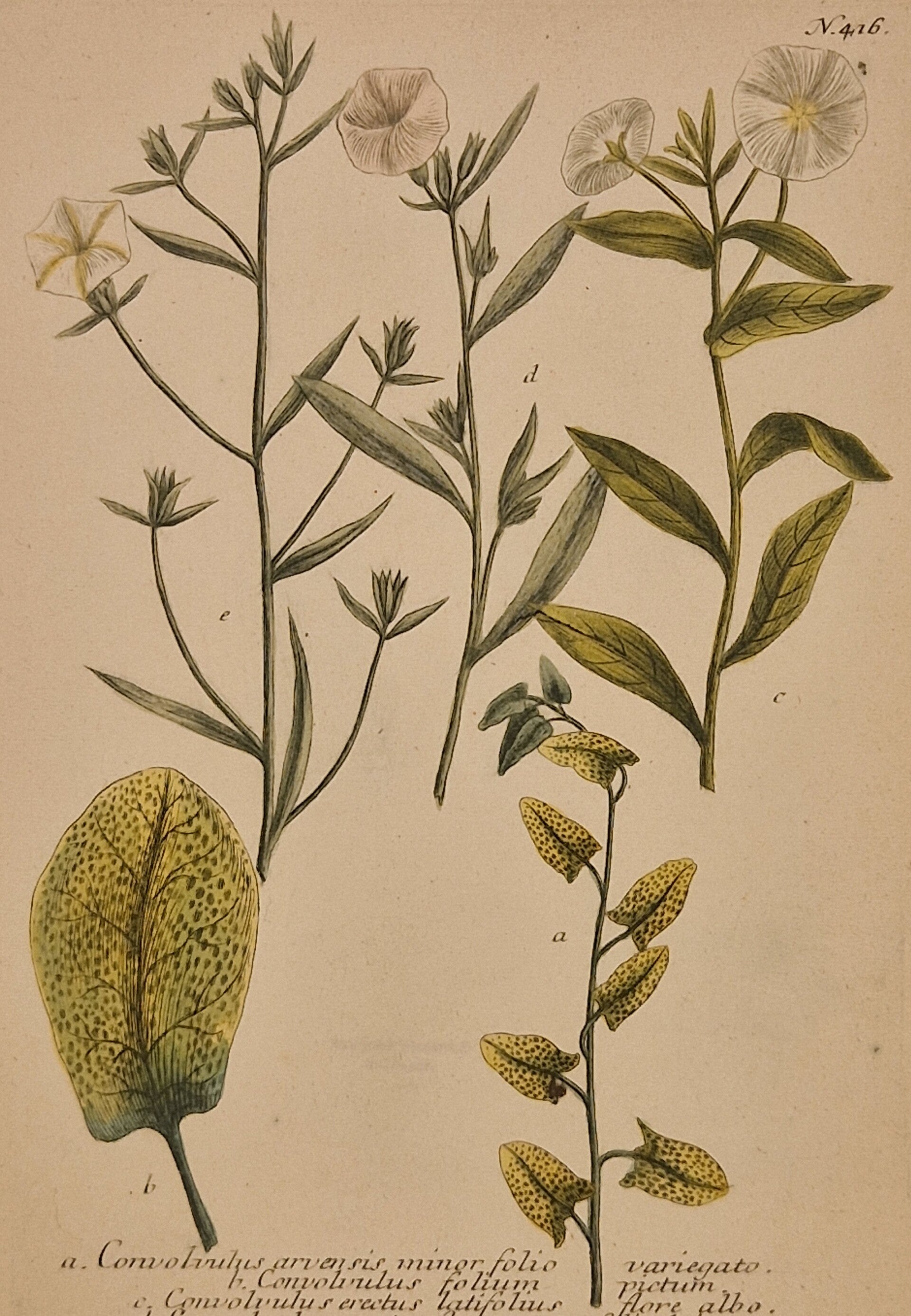 Convolvulus nr.416. J.H.Weinmann 1736.