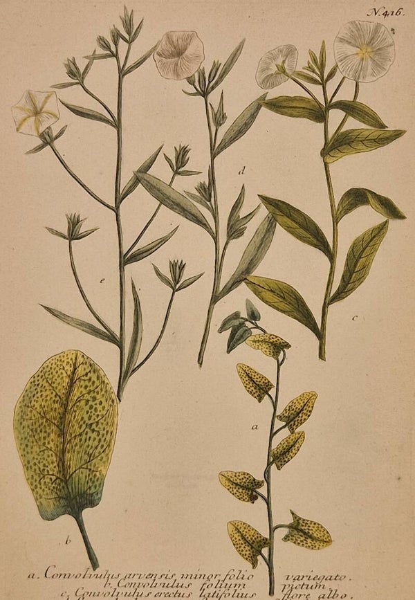 Convolvulus nr.416. J.H.Weinmann 1736.