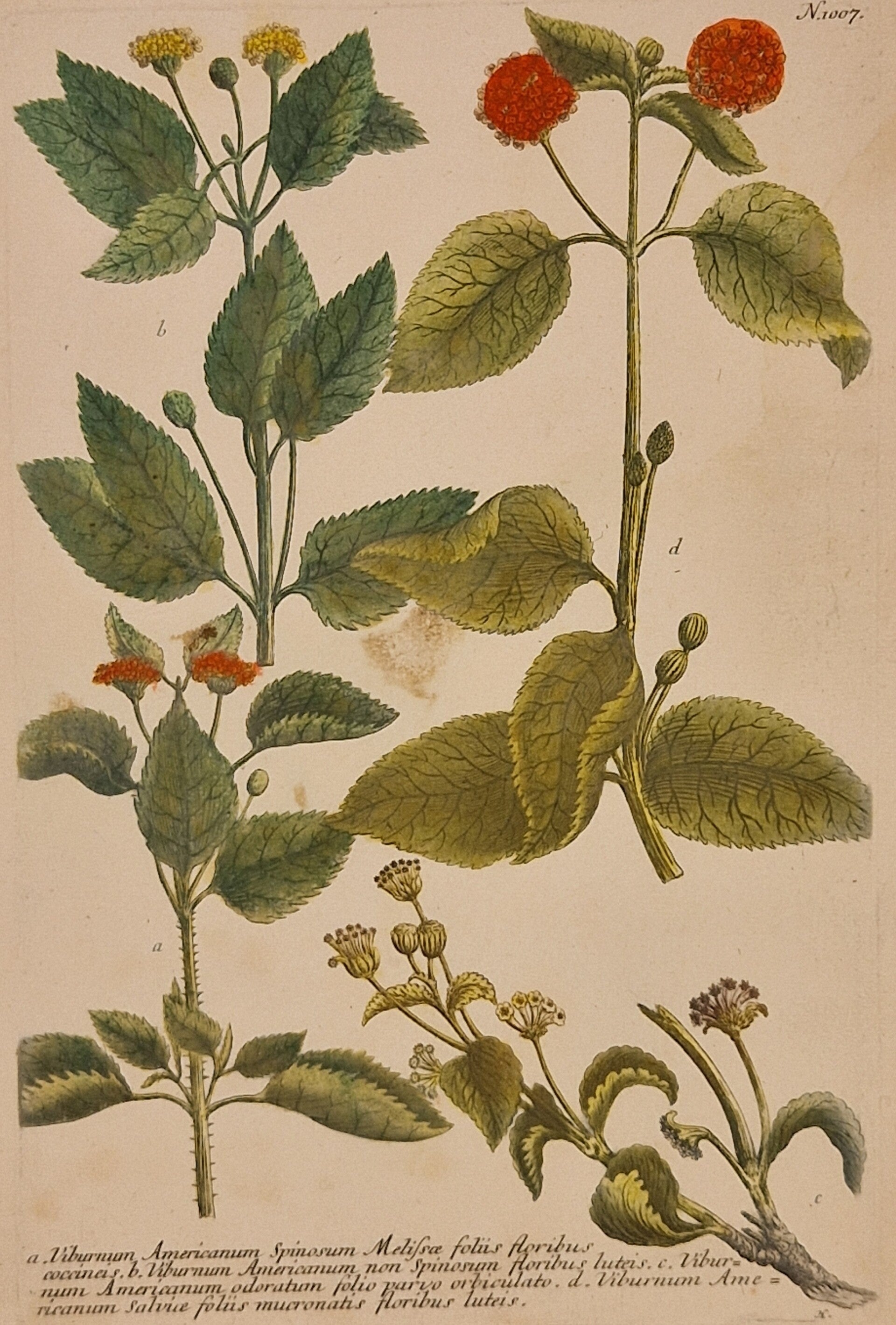 Viburnum Americanum Spionosum. Nr 1007. J.H.Weinmann 1736.