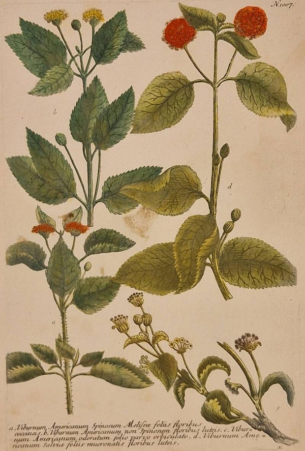 Viburnum Americanum Spionosum. Nr 1007. J.H.Weinmann 1736.