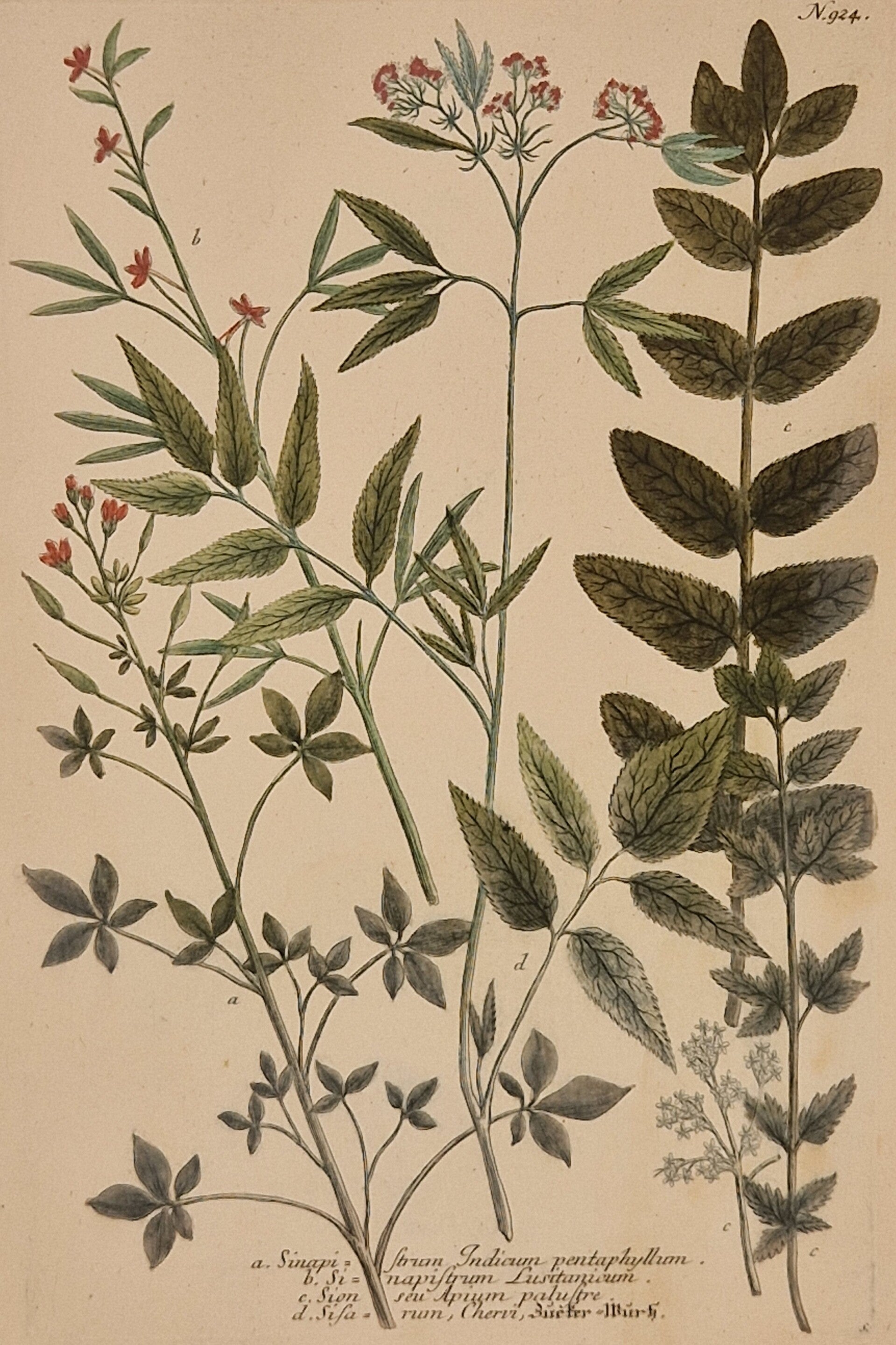 Sinapistrium Indicum nr. 924. J.H.Weinmann 1736.
