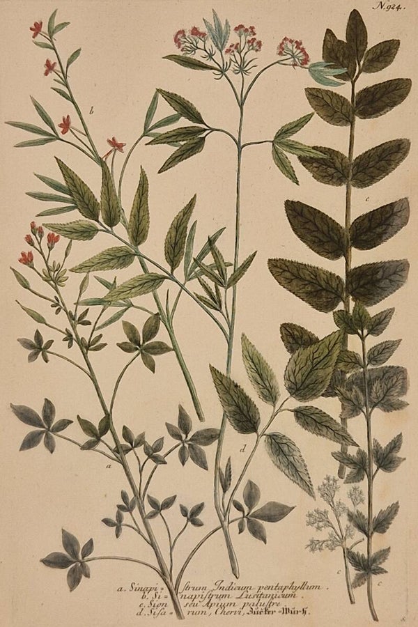 Sinapistrium Indicum nr. 924. J.H.Weinmann 1736.