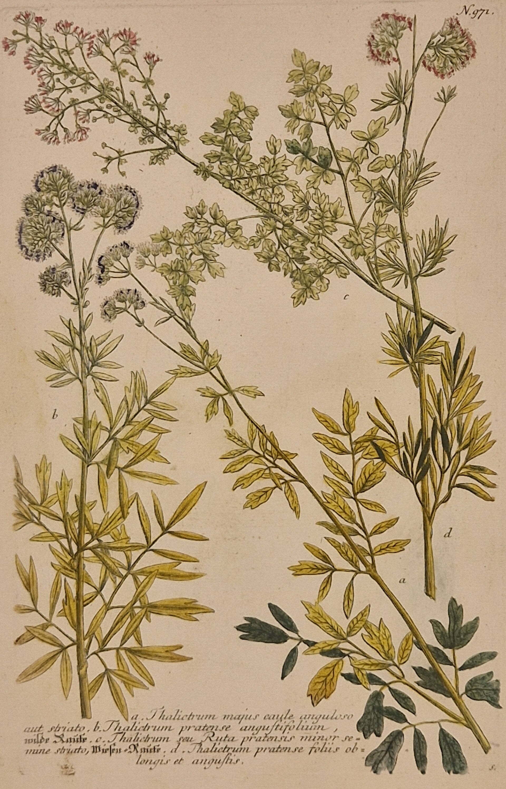 Talictrum nr.971. J.H.Weinmann 1736.