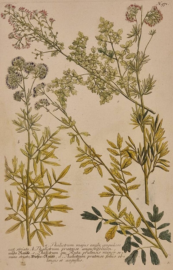 Talictrum nr.971. J.H.Weinmann 1736.