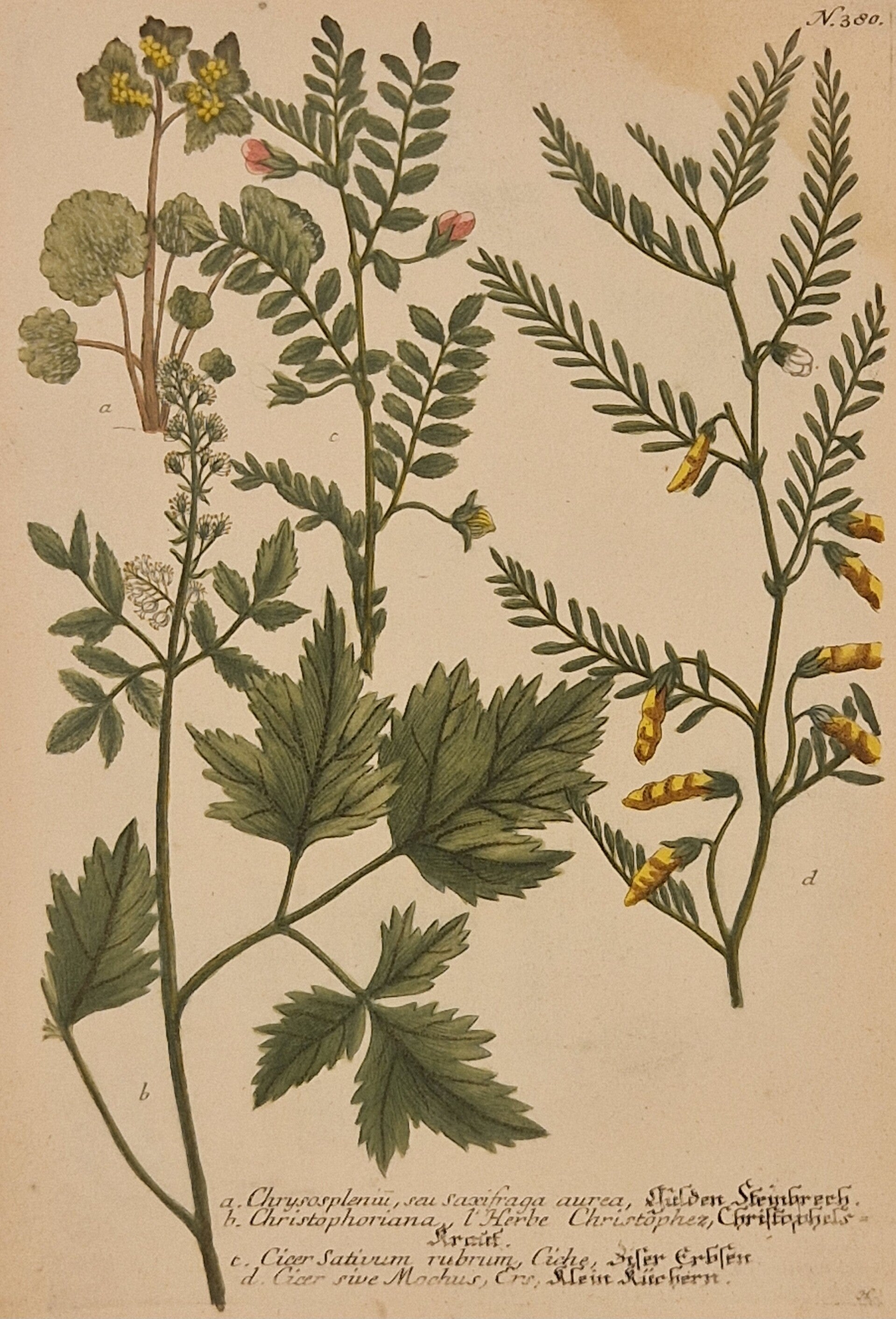 Phytanthoza Iconographia. Nr 380. J.H.Weinmann 1736.