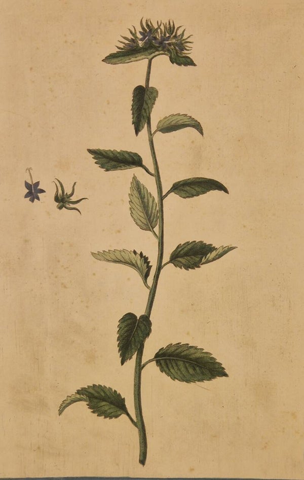 Rapunculus. Giorgio Bonelli 1772-93.