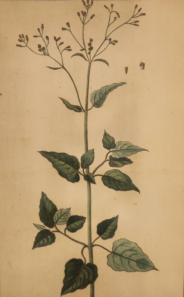 Boerhaavia. Giorgio Bonelli 1772-93.
