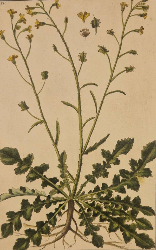 Erucago. Giorgio Bonelli 1772-93.