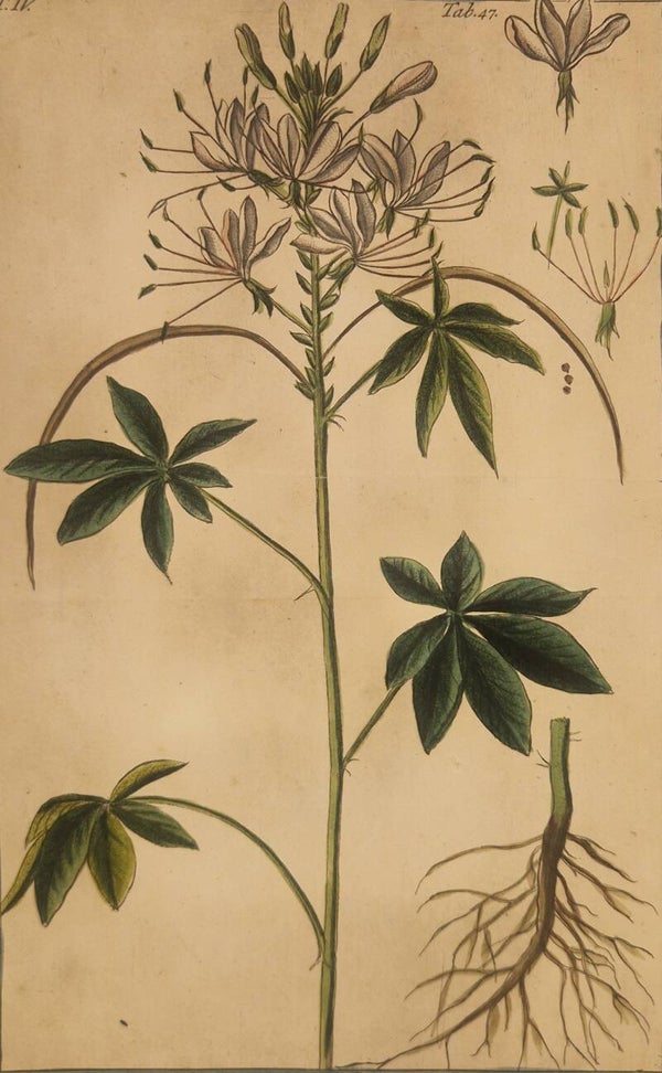 Sinapistrum. Giorgio Bonelli 1772-93.