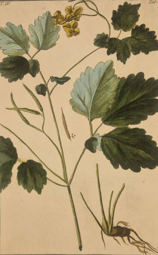 Chelidonium majus. Giorgio Bonelli 1772-93.