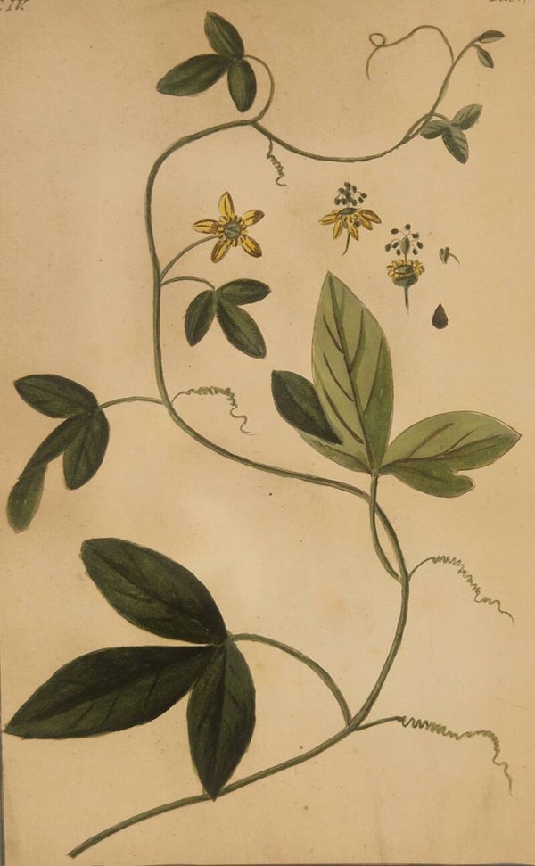 Granadilla folio amplo. Giorgio Bonelli 1772-93.