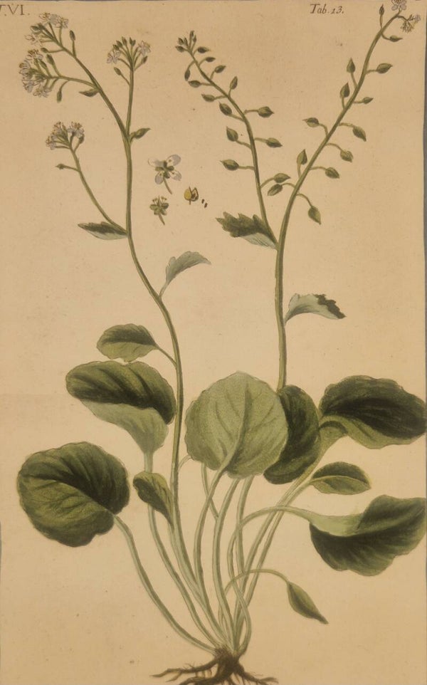 Cochlcaria officinalis. Giorgio Bonelli 1772-93.