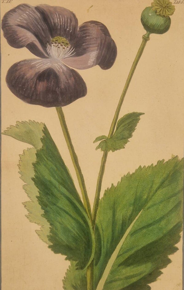 Papaver. Giorgio Bonelli 1772-93.
