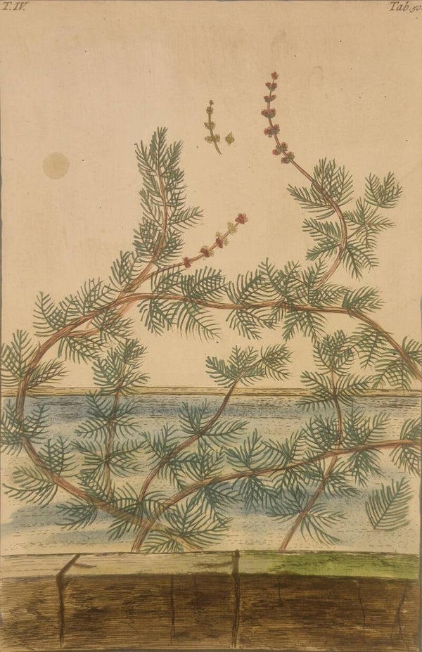 Potamogeton. Giorgio Bonelli 1772-93.