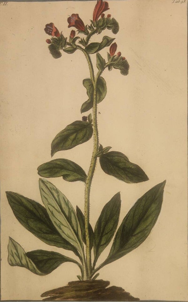 Lantana camara. Giorgio Bonelli 1772-93.