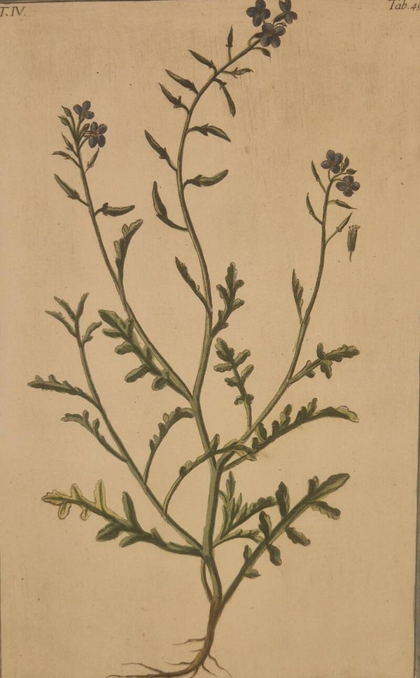 Echium creticum. Giorgio Bonelli 1772-93.