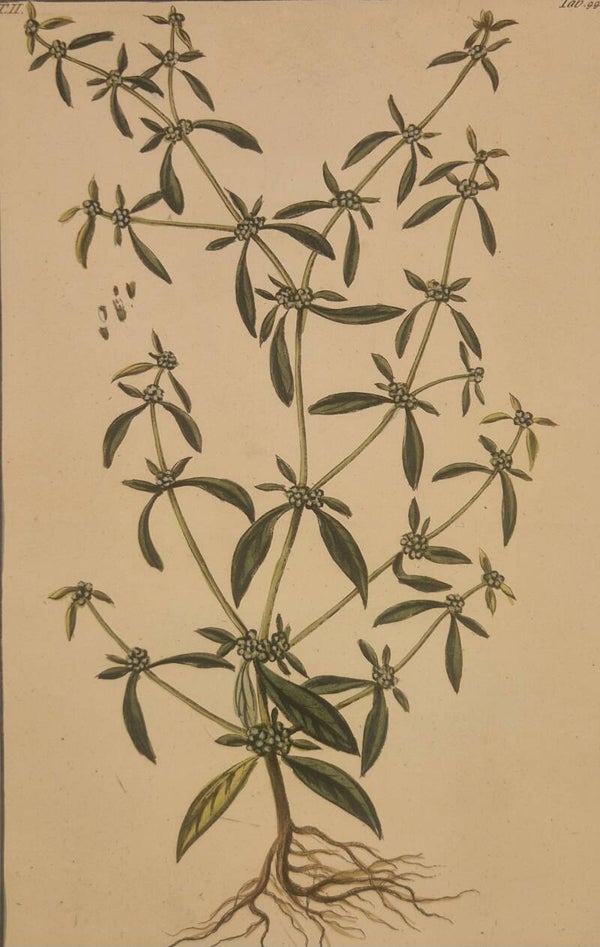 Spermacoce glabra. Giorgio Bonelli 1772-93.