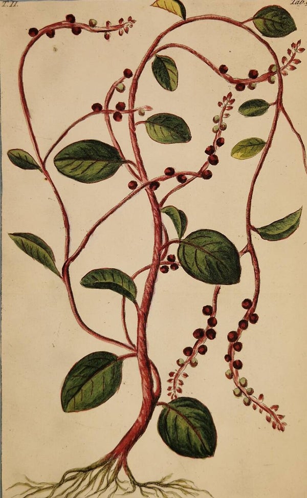 Basella rubra. Giorgio Bonelli 1772-93.