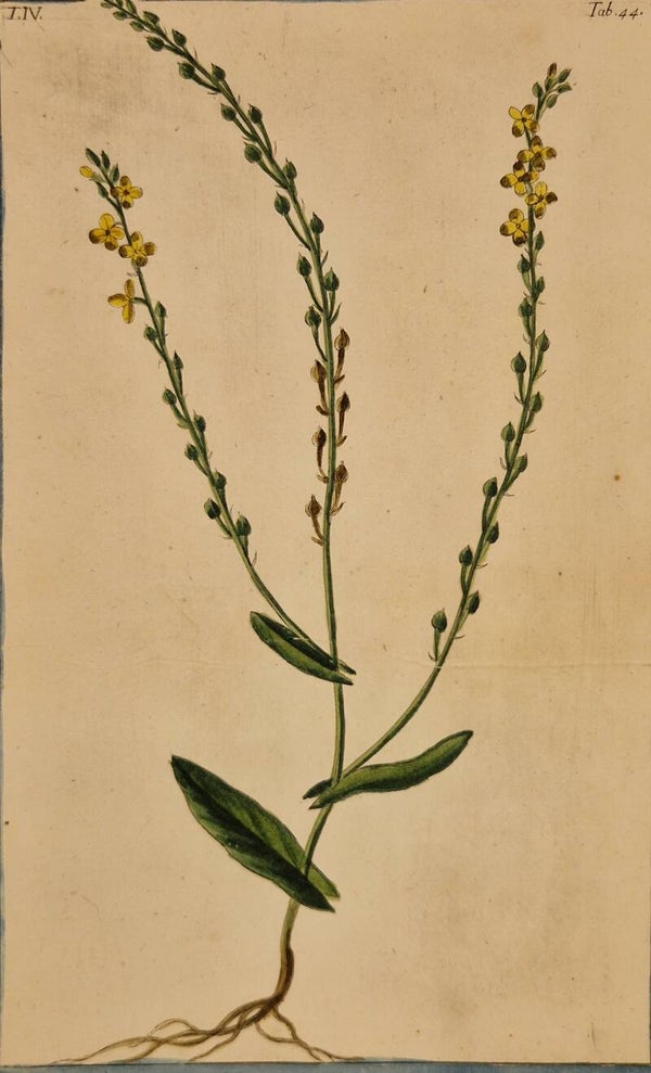 Rapistrum monospermon. Giorgio Bonelli 1772-93.