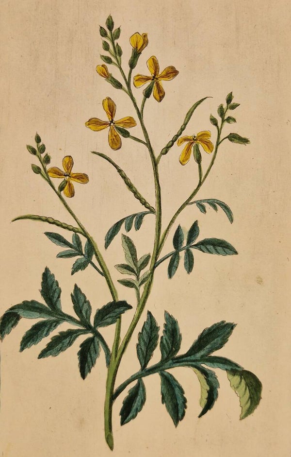 Raphanistrum. Giorgio Bonelli 1772-93.