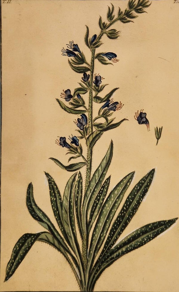 Echium vulgare. Giorgio Bonelli 1772-93.