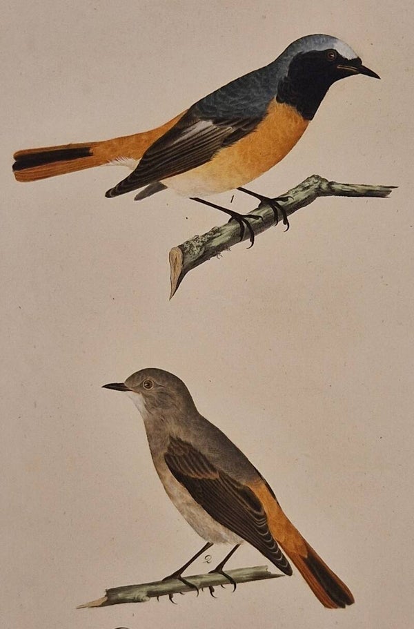 Der schwartzkehlige Sänger. Susemihl 1800-1817