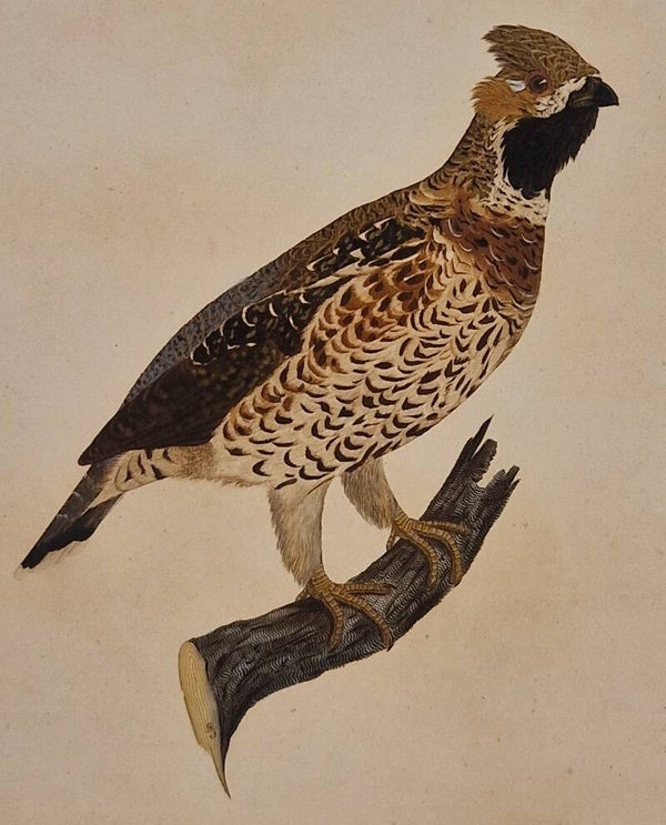 Das Haselhuhn. Susemihl 1800-1817