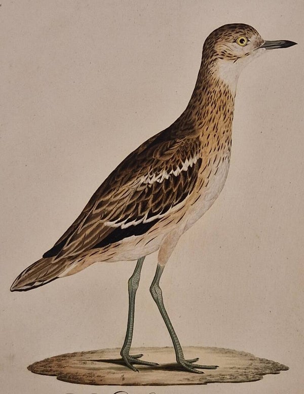 Der Steinwältzer. Susemihl 1800-1817