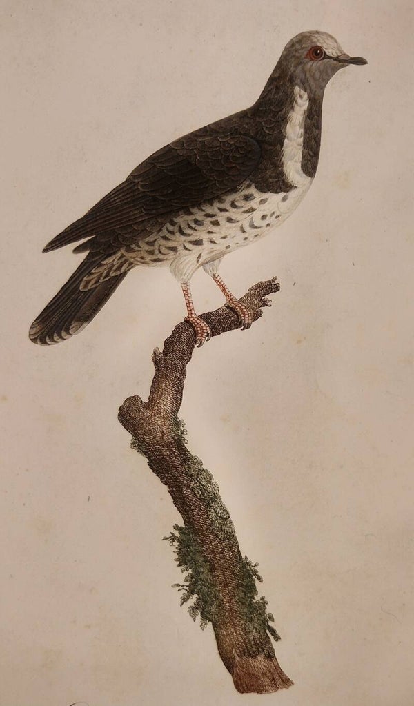 Columbe grivelèe, male. Temminck/Knip 1811