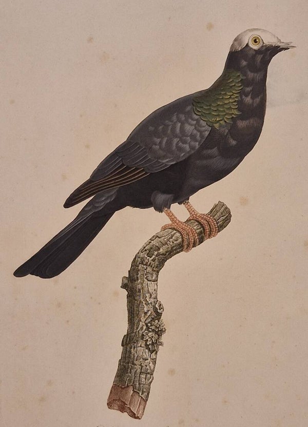 Columbe à calotte blanch. Temminck/Knip 1811