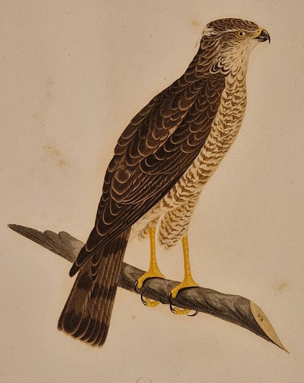 Finkenhabicht. Susemihl 1800-1817