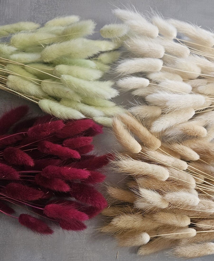 Lagurus