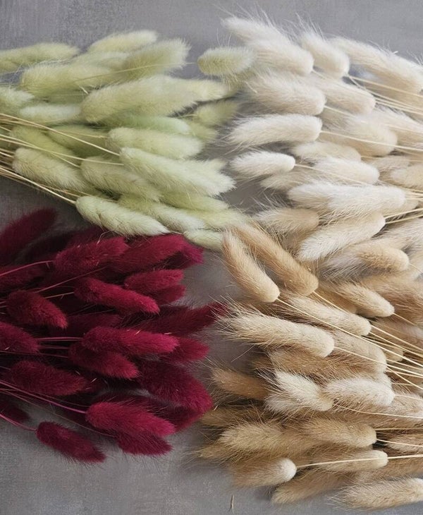 Lagurus