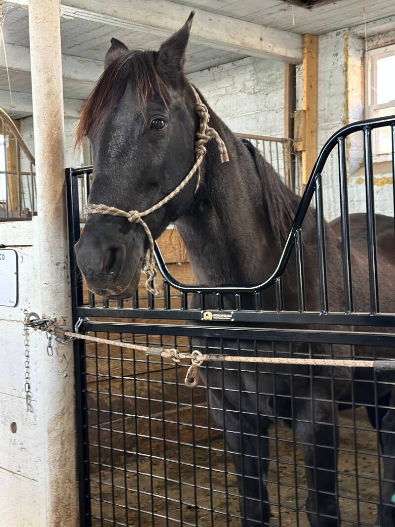 CoCo enjoying her new stall panel door. 