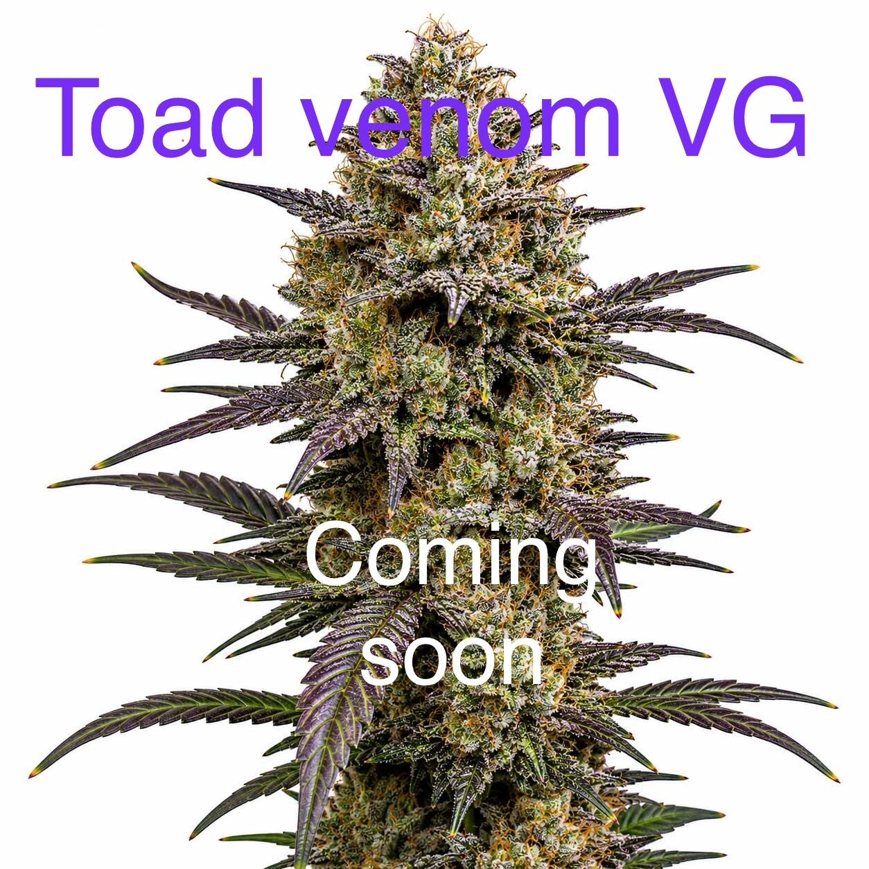 Toad venom VG