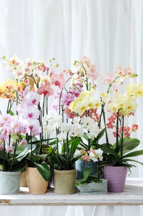 Stijlvolle Orchidee