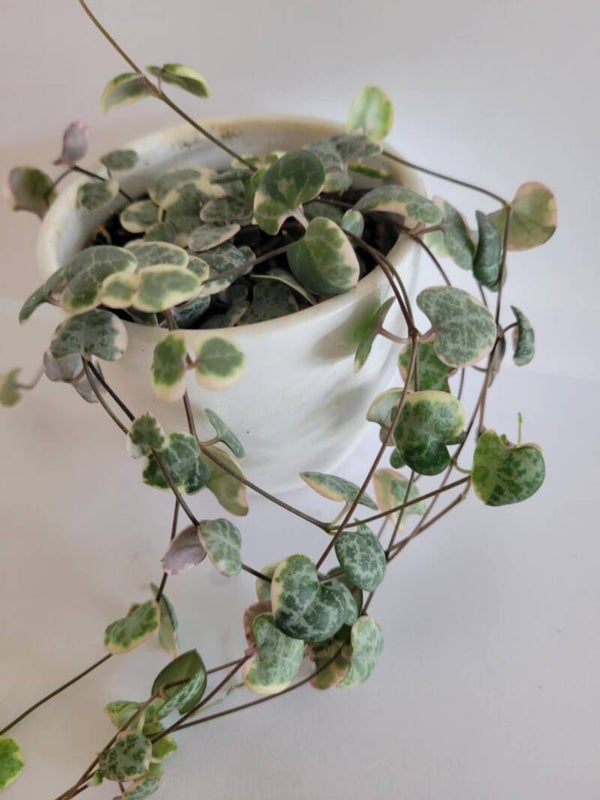 Variegated String of Hearts